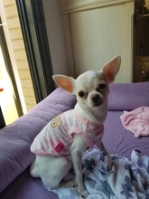 Transpirable gato Chaleco de verano para perro tiras de ropa para mascotas ropa sin mangas sudaderas con capucha camiseta para perros pequeños Chihuahua perro Yorkie camiseta Tank Top L