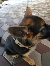 Bungee-Leash Collar German Shepherd Dogs Elastic Military Tactical Nylon for Large