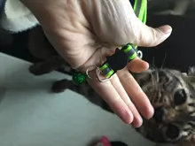 Arnés y correa para cachorros y gatitos, cinturón de tracción ajustable para animales, cuello Halter para gatos y gatitos, sin cartón