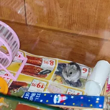 Toy Hamster Sport-Ball Gerbil Rat Pet-Rodent Rat-Exercise Small Plastic Mice Grounder