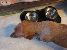 Cuenco doble antideslizante para perros y gatos, tapete de silicona, duradero, de acero inoxidable, Alimentador de agua, Alimentación de Mascotas, para beber