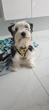 Arnés de Mascota para Bulldog Francés, correas pequeñas y medianas para perros, chaleco de cachorro francés, correa de plomo para perro que camina, productos para mascotas