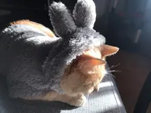 Ropa de Gato caliente para mascotas, abrigo, chaqueta para perros pequeños, medianos, gatos, Chihuahua, ropa de Yorkshire, disfraz rosa, S-2XL