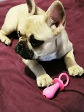 New Pacifier Toys Pet-Toy Chew Teeth-Cleaning Pet-Supplies Bite Puppy Rubber-Resistance