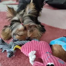 Pet-Toys Dog Toy Puppy Chew Small Dogs Resistance Teeth-Cleaning Fleece 1pcs for Bite