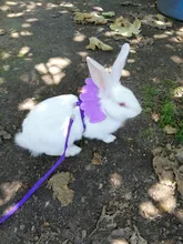 Arnés de nailon pequeño para perros, 10 colores, bonito arnés a prueba de Escape para gatos, conejos, Chihuahua y cachorros