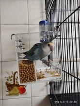 Box Cage Perch-Stand Birds-Supplies Bird-Parrot-Feeder Feeding-Tools Hanging Parrots