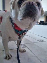 Vest Pet-Harness Reflective Running-Training-Belt Dog Truelove French-Bulldog No-Pull