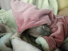 Coat Jumpsuit Clothing Puppy-Fleece Hoodie Apparel Pet-Dog Winter New Warm Velvet