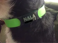 Pet-Id-Tags Collar-Accessory Cats Dogs Stainless-Steel Small Custom Personalized 