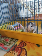 Toy Hamster-Toy Wooden-Bridge Chinchilla Small Eco-Friendly New