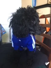 Traje para mascotas pequeñas y medianas, mono para cachorros, ideal para bulldog francés, chihuahua o pug