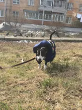 HOOPET Large Coat Down-Jacket Winter New Warm Autumn for Dogs Dog-Prints Overalls Leisure-Style