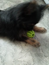 Bola de juguete interactiva para perro, Bola de goma natural con fugas, Limpieza de dientes, 5cm/7cm/11cm, nueva mascota de sandía