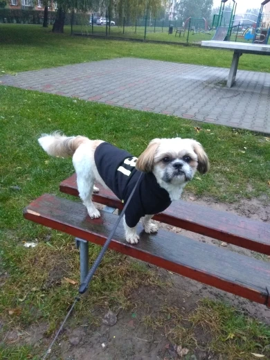 Köpek Sweatshirt