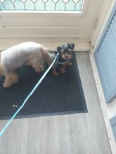 Leash-Set Pet-Products Dog-Harness Dogs Adjustable Small Chihuahua Walking Nylon And