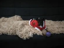 Christmas Dog Clothes Small Dogs Santa Costume for Pug Chihuahua Yorkshire Pet Cat Clothing