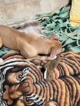 Peluche suave de cebra con sonido de tigre para mascotas, juguete para mascotas