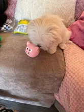 Latex Toy Frog Monkey Squeak Puppy-Bite Pig-Toy Pet-Dogs Chew Animal Cute Head-Shaped