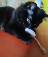 3pcs New Plush Simulation Mouse Cat Toy Plush Mouse Cat Scratch Bite Resistance Interactive