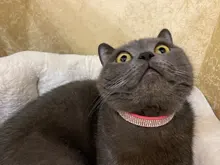 Puppy-Cat-Collars Rhinestone Dogs Small Bling Chihuahua Pug-Yorkshire Medium Adjustable