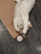 Toy Cat-Toy Ball-Rolling Productos Interactive Electric Colorful Automatic Para Led Ear