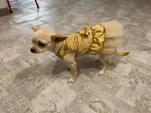 Vestido de verano para mascotas, falda de princesa para perros, vestidos de boda de York, faldas Gato