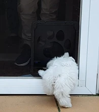 Puerta de mascotas, nuevo seguro, con pantalla magnética Bloqueable, para exteriores, perros, gatos, puerta de ventana, entrada gratuita, bonito jardín, fácil de instalar