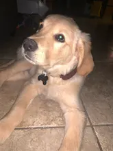 Leash Set Collars Lead Name Custom Personalized Adjustable Plaid Suit Id-Tag Faber