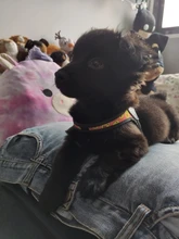 Seat-Belt Harnesses Stunt Puppy Bull Small-Pet Terrier Printed Dogs Chihuahua Shih Tzu