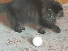 Ball Pet-Products Catnip PETONEER Smart Cat Rechargeable Automatic Toy Playing Funny Cat