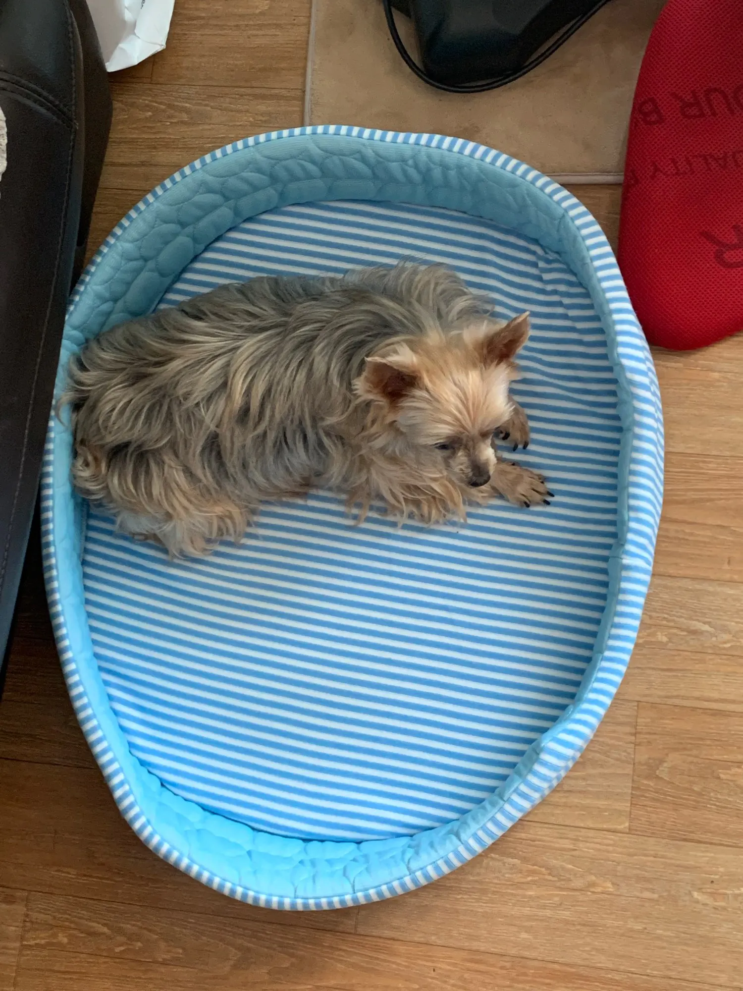 Dog Cooling Bed | Small, Medium, and Large Dog Bed photo review