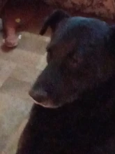 Dog-Toys Pet-Puppy Plush-Sound Squeaky Small Party Chew New Cartoon Pet-Gift