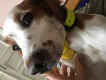 Collar de adiestramiento para perros, accesorio impermeable, para perros de caza pequeños, medianos y grandes, de color amarillo