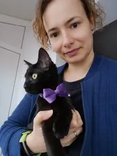 Collar de gato de terciopelo con lazo liso para cachorro, Chihuahua, con campana, hebilla de seguridad ajustable, pajarita para gatos, accesorios para mascotas