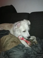 Hueso de carne forma de perro de mascota Squeaker Juguetes Para masticable para perros cachorro gato juguete accesorios de mascotas interesante Zabawki Dla Psa Kedi Malzemeleri