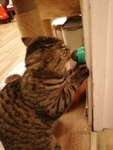 Natural Catnip Toys For Cats Crazy Healthy Cat Toys For Kitten Edible Treating Cleaning