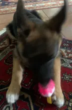 Toy Ice-Cream Rubber Molar Puppy Popsicle-Shaped Chew Interactive Squeaky Funny Pink