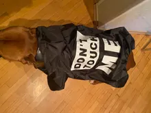 Jacket Rain-Coat Labrador Alaska Puppy-Doberman Waterproof Dogs Large Medium Husky TLC02