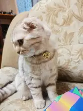 Etiqueta de identificación de Gato de acero inoxidable para mascotas, etiquetas de nombres de mascotas, Collar para gatos, accesorios con teléfono, sexo y etiquetas de nombres, grabado gratis