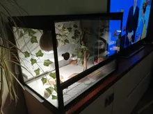 Vine Terrarium-Decoration Rest-Plants Reptile-Lizards Artificial Climb Chameleons Leaves