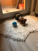 Puppy-Toys Dog-Toy Pet-Supplies Rubber Funny Tooth Soft 1pc Pawstrip Diameter-7cm Colorful-Ball