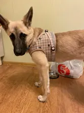 Leash-Set Harness-Leads Mesh Dogs Vest Puppy-Reflective Small-Dogs Kitten Nylon And 