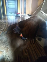 Dog-Accessories Collars Engraved Pet-Puppy Printed Custom Personalized Fashion Nylon