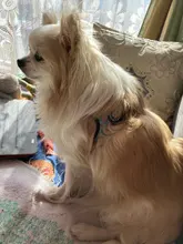 Seat-Belt Harnesses Stunt Puppy Bull Small-Pet Terrier Printed Dogs Chihuahua Shih Tzu