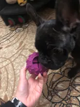 Elasticity Pet Dog Toy Interactive Dog Chew Toy For Dog Tooth Cleaning Ball Food Dispenser