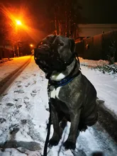 Mascarilla antiladridos para perros, máscara de silicona para evitar morder, con ventilación