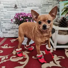 Pet-Shoes Snow-Boots Yorkie Anti-Slip Dogs Chihuahua Small Winter for Cats Reflective