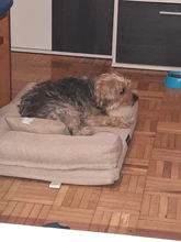 Bed Sofa Pet-Beds Pet-Cushion-Mat Removable Cat Kennel Dog Small for Medium Big-Dog Lounge