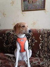 Vest Harnesses Pet-Accessories Husky Adjustable Breast-Band Reflective Large Dog 